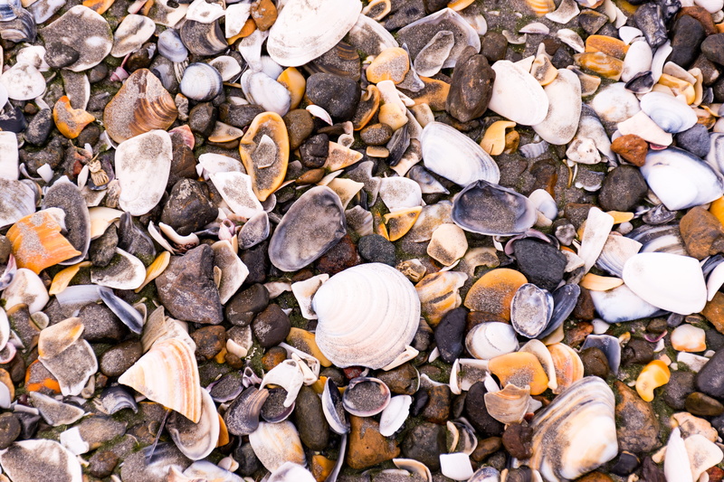 animal wildlife, rock, land, pebble, 4K, fish, day, outdoors, conch, amphiprion, shell, fungus, animal shell, food, sponge animal, full frame, large group of objects