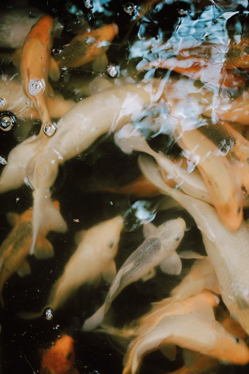 animal, plant, aquatic, swimming, sea, school of fish, pond, vertebrate, marine, carp, koi, sea anemone, outdoors, 5K, close-up, fish, amphiprion, no people