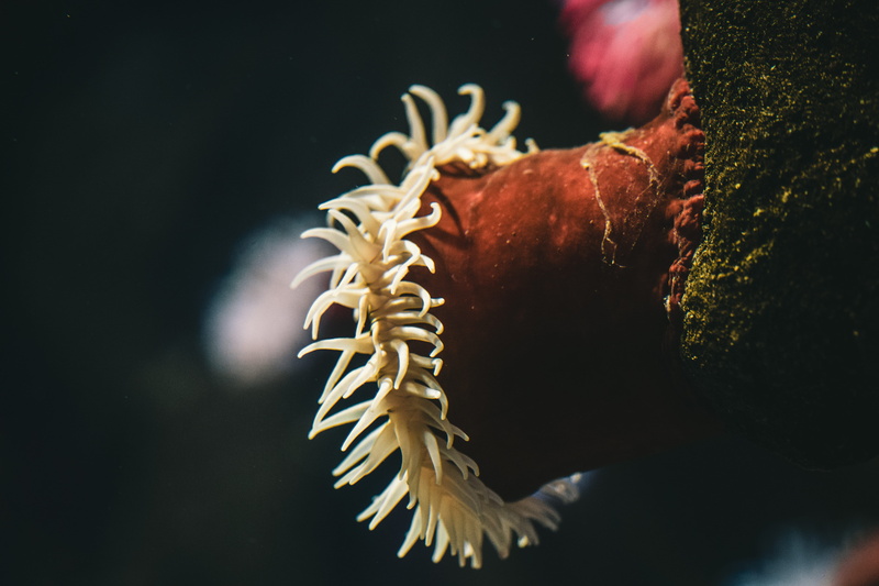 beauty in nature, animal wildlife, one animal, marine, insect, undersea, underwater, outdoors, ocean, arachnid, close-up, sponge animal, animals in the wild
