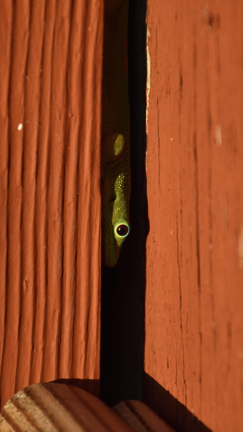 shadows, animals in the wild, water, animal, gecko, lizard, hidden, indoors, no people, animal wildlife, close-up, invertebrate, green snake, vertebrate