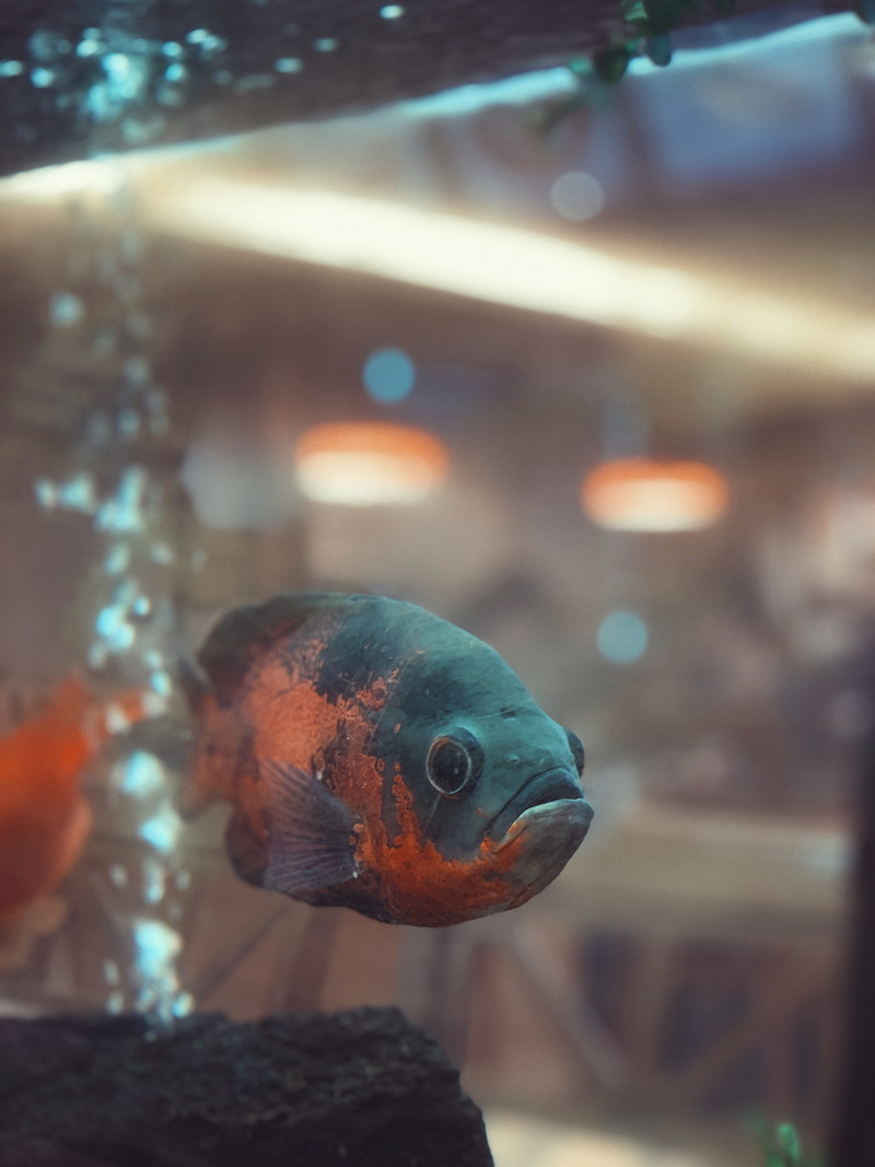 marine, light, 4K, rock beauty, south korea, close-up, vertebrate, animal wildlife, koi, focus on foreground, carp, sea, aquarium, coho, animals in the wild