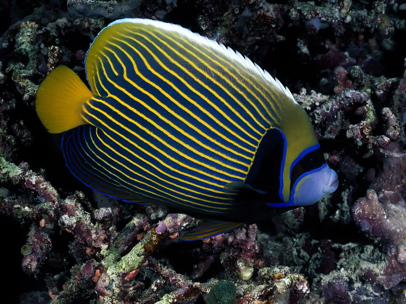animals, angelfish, art, FISH, 720P, hd