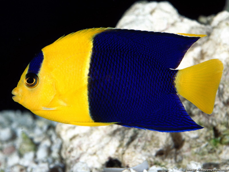 Angelfish, Animal, Fish, 720P