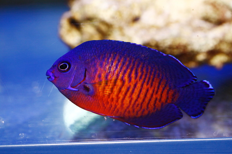 ocean, underwater, 1080P, sea, dwarf, beauty, angelfish, coral