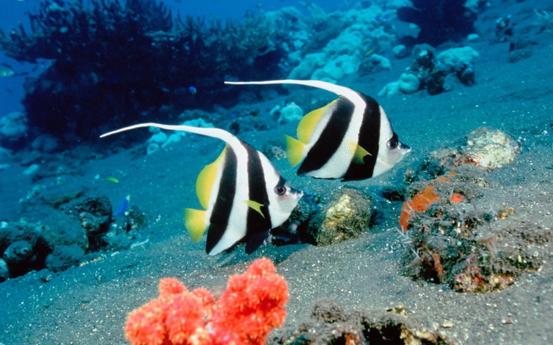 Angelfish, Fish, Animal, 1080P