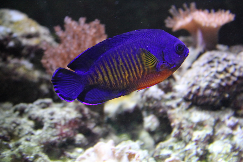 sea, dwarf, angelfish, beauty, 5K, ocean, coral, underwater