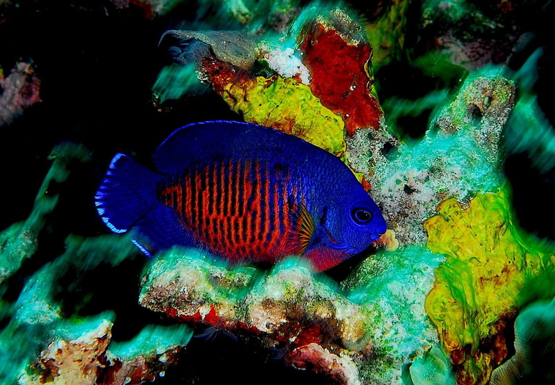 720P, tank, underwater, Beauty, nature, ocean, Angelfish, animal, Dwarf, water, animal wildlife, swimming, no people, undersea, one animal, fish, animal themes