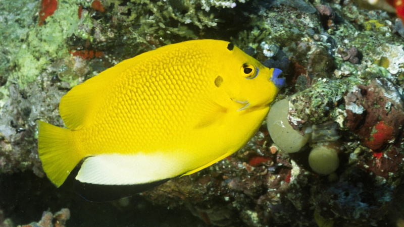 animals, 1080P, art, hd, angelfish, FISH, islands