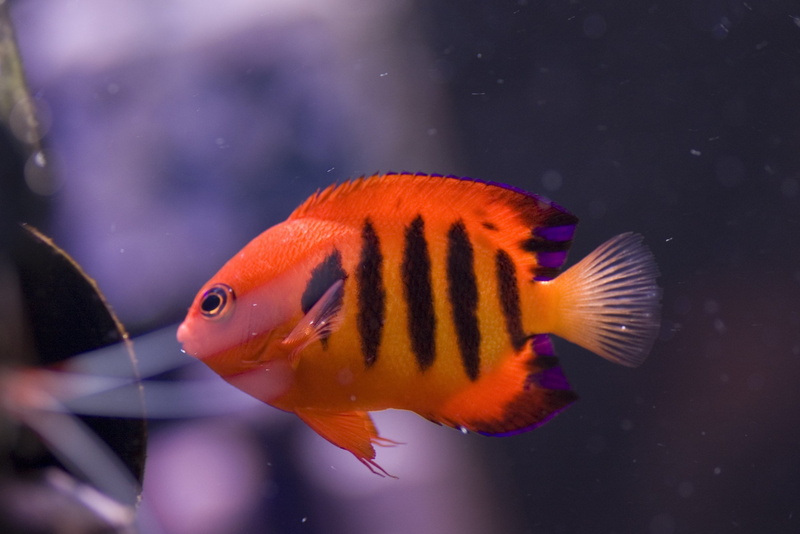 2K, flame, tropical, angelfish, sea, underwater, ocean