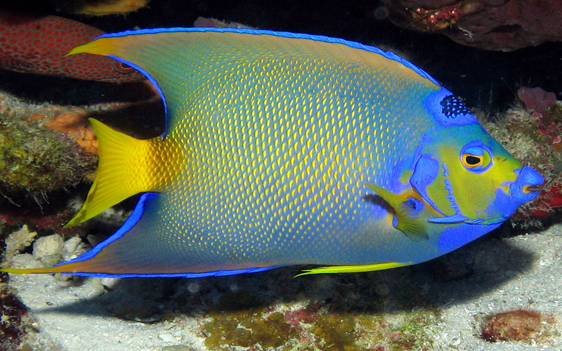 water, 4K, mobile, vertebrate, beauty in nature, queen, no people, angelfish, marine, nature, undersea, phone, sea, underwater, swimming, fish, one animal