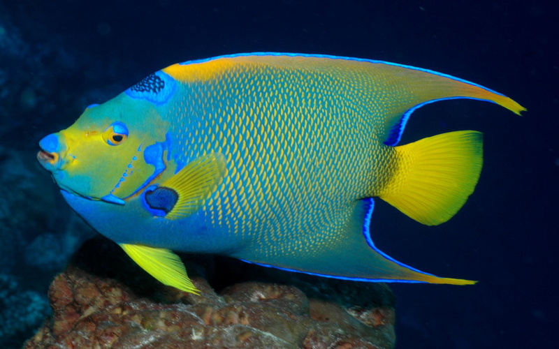 no people, animal themes, swimming, 4K, coral, underwater, water, vertebrate, sea, one animal, animal, holocanthus, undersea, profile view