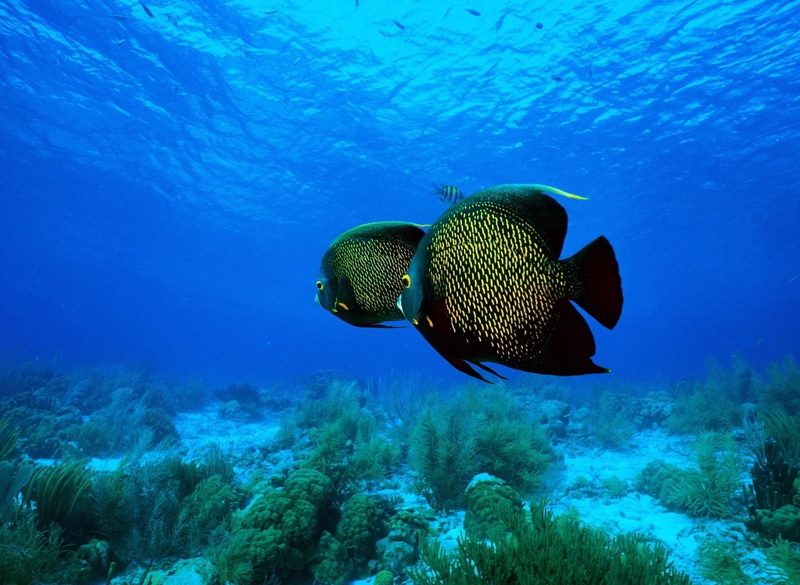Fish, 720P, Angelfish, Animal