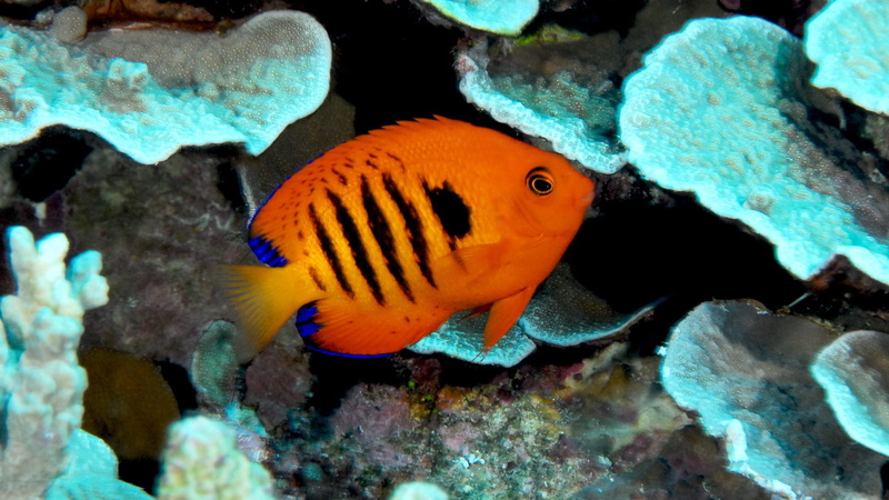 1080P, flame, angelfish, tropical, ocean, sea, underwater, 13 jpg