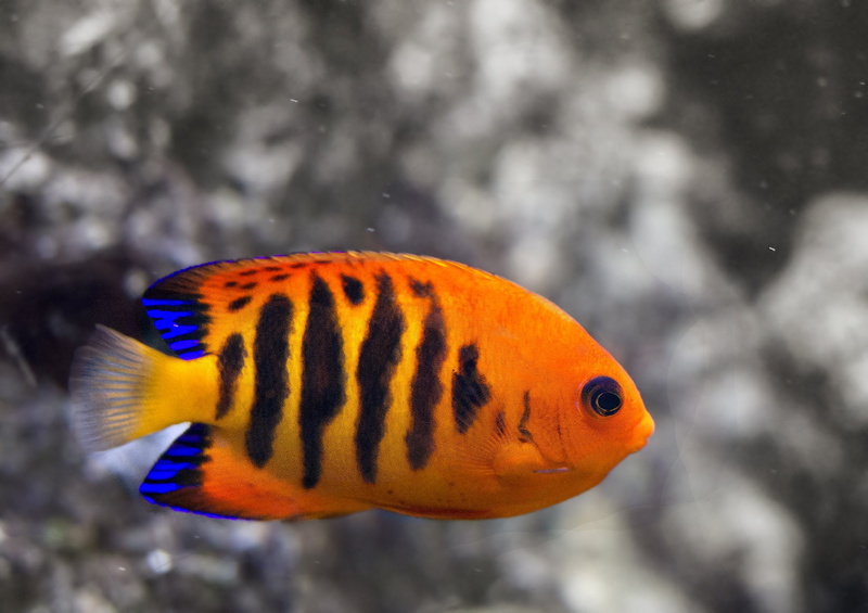 underwater, animal, Angelfish, orange color, focus on foreground, marine, fish, multi colored, water, animals in the wild, vertebrate, animal themes, close-up
