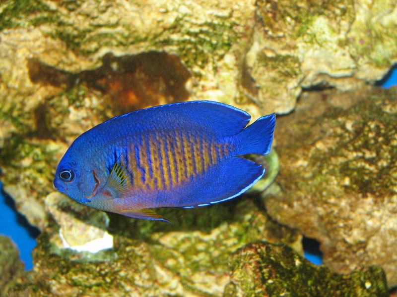 blue, vertebrate, saltwater fish, profile view, Dwarf, Angelfish, water, sea, fish, no people, animal, animal themes, sea life, nature, solid, one animal