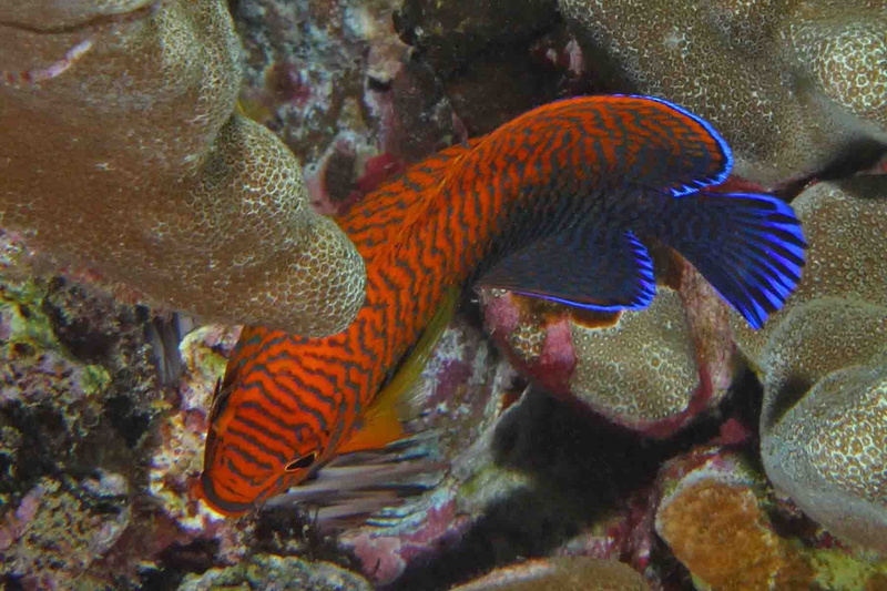 undersea, fish, ocean, Beauty, vertebrate, Angelfish, sea life, swimming, underwater, sea, 720P, Coral, one animal, animal themes, animals in the wild