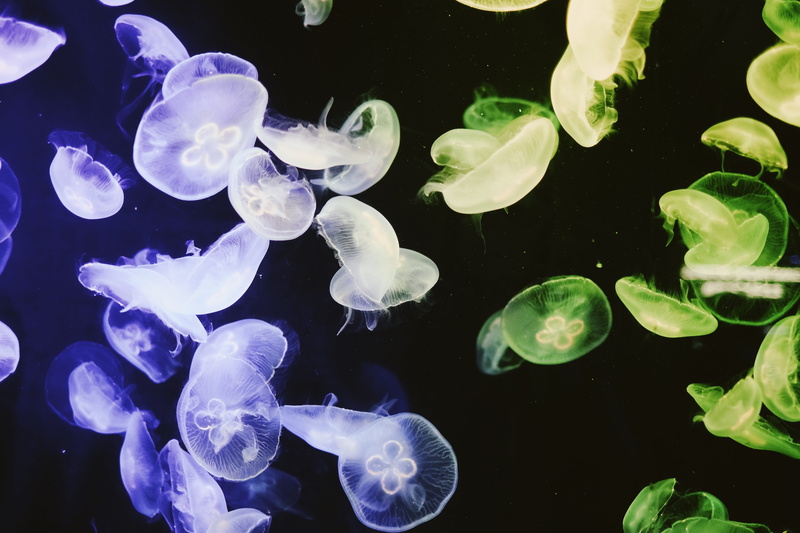 large group of animals, school of fish, swimming, invertebrate, sea life, marine, illustration, purple, animal themes, 5K, undersea, close-up, flower