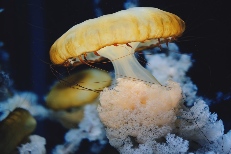 aquatic, undersea, underwater, 5K, no people, singapore, 8 sentosa gateway, sea life, animal wildlife, sea, dessert, food, close-up, aquarium, one animal