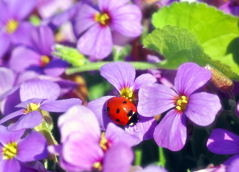 flower, nature, flower Head, close-up, insect, beetle, green Color, grass, 2K, summer, inflorescence, animal themes, red, day, small, purple, flowers