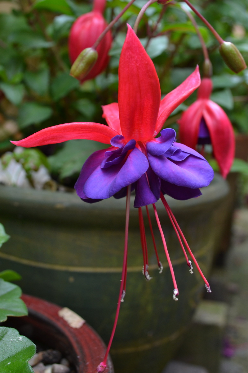 close-up, focus on foreground, violet, red, growth, no people, flowering plant, potted plant, botany, nature, fragility, plant part, day, pollen, freshness