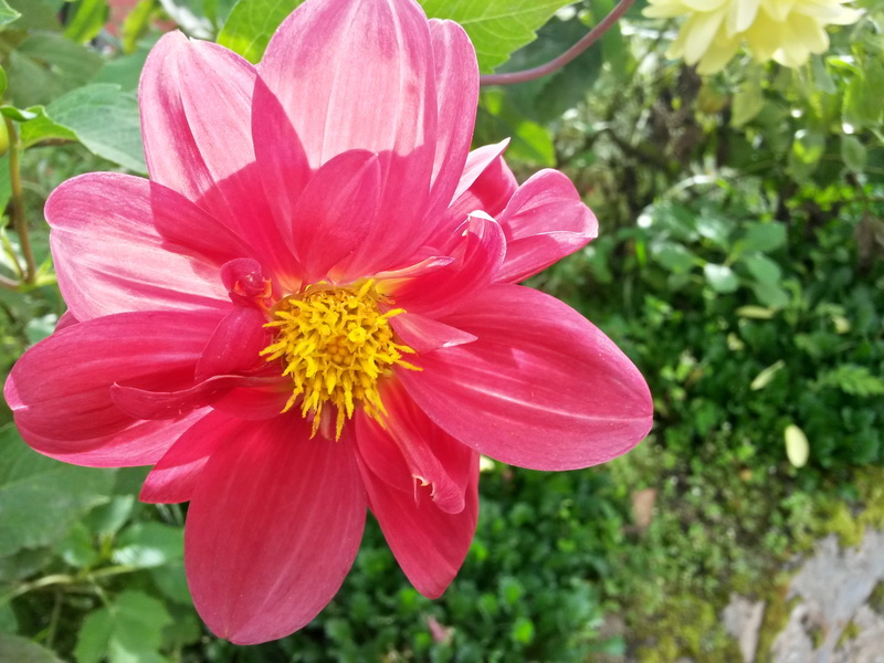 day, fragility, beauty in nature, outdoors, pollen, growth, focus on foreground, vulnerability, plant, flower head, closeup, flower, inflorescence, pink