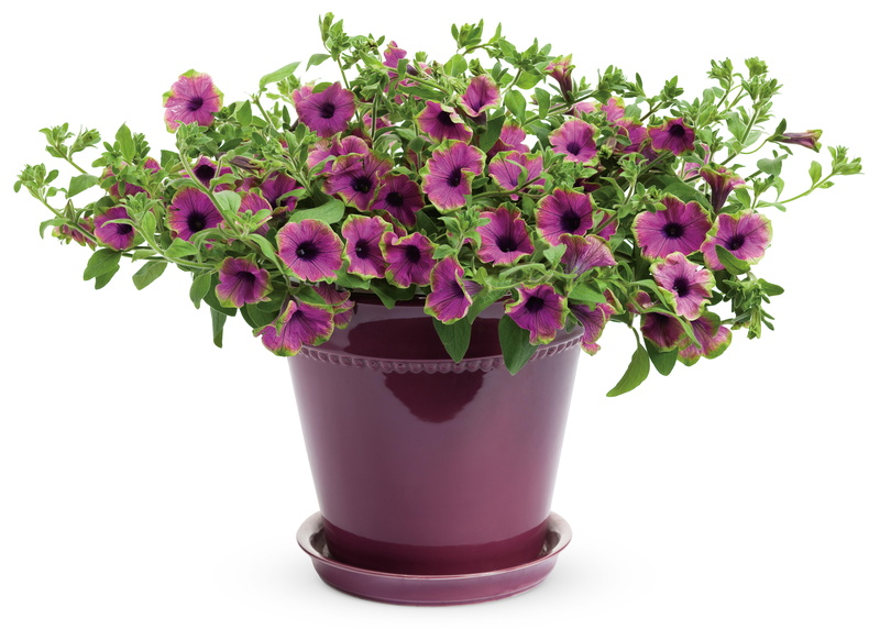 5K, flowers, petunia