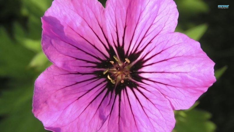 pretty, 1080P, pink, seasons, flower, nature, nature and landscapes, sweet, spring, purple, petunia