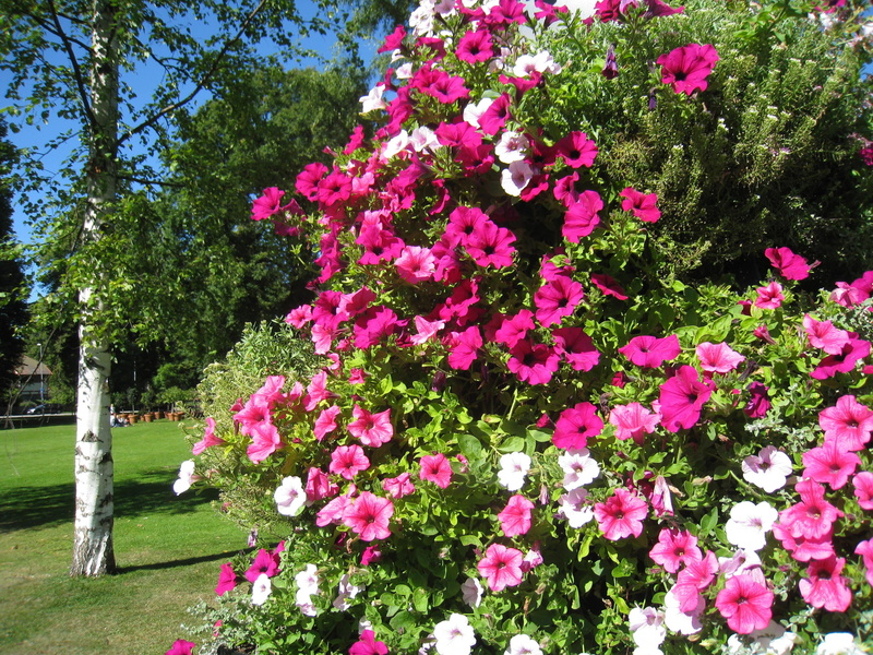 white, 2K, park, colors, flowers, pink, petunia, colorful, summer, grass, trees