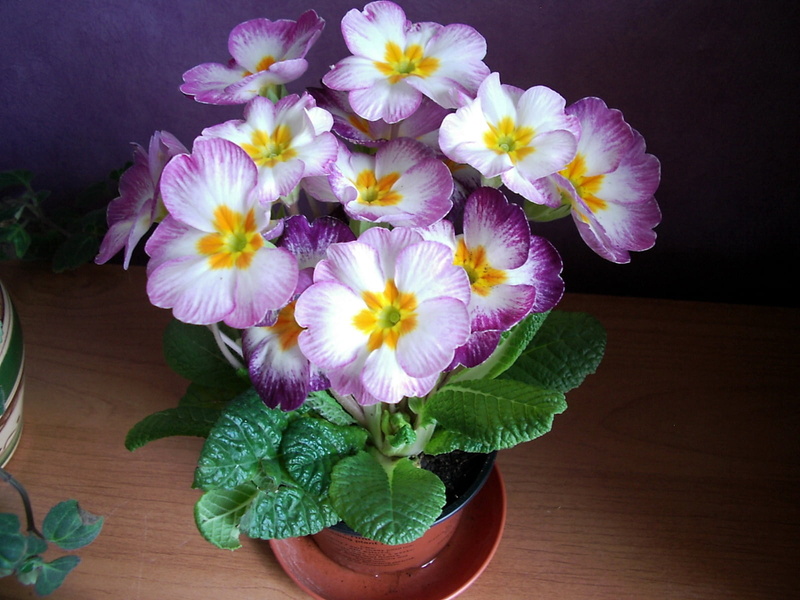 flower pot, petal, purple, summer, plant, botany, pink Color, wood - Material, indoor, beauty In Nature, flowering plant, vase, blossom, decoration, bouquet