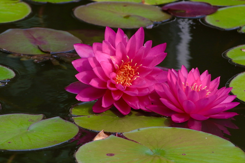 bloom, beauty in nature, inflorescence, floral, blossom, serene, relax, spring, pink, lotus water lily, petal, blooming, pool, aquatic, 5K, pollen, flower head