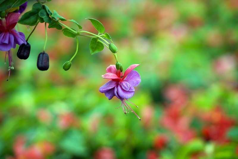 focus on foreground, summer, Earring, Flowers, multi Colored, nature, Plants, beauty In Nature, pink Color, inflorescence, flowering plant, petal, plant