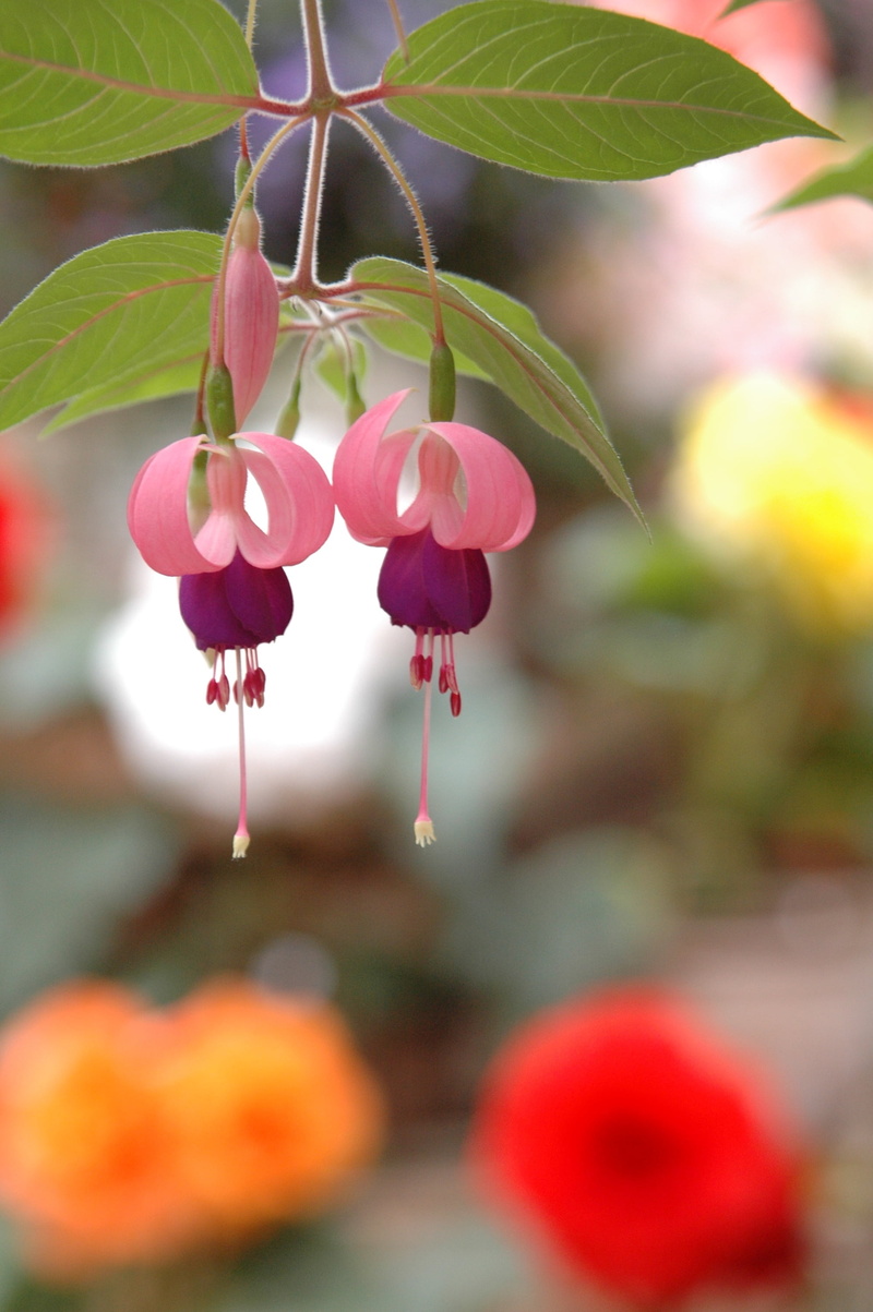 freshness, fragility, leaf, vulnerability, flowering plant, spring, growth, plants, fuchsia, outdoors, beauty in nature, fruit, nature, no people, flowers