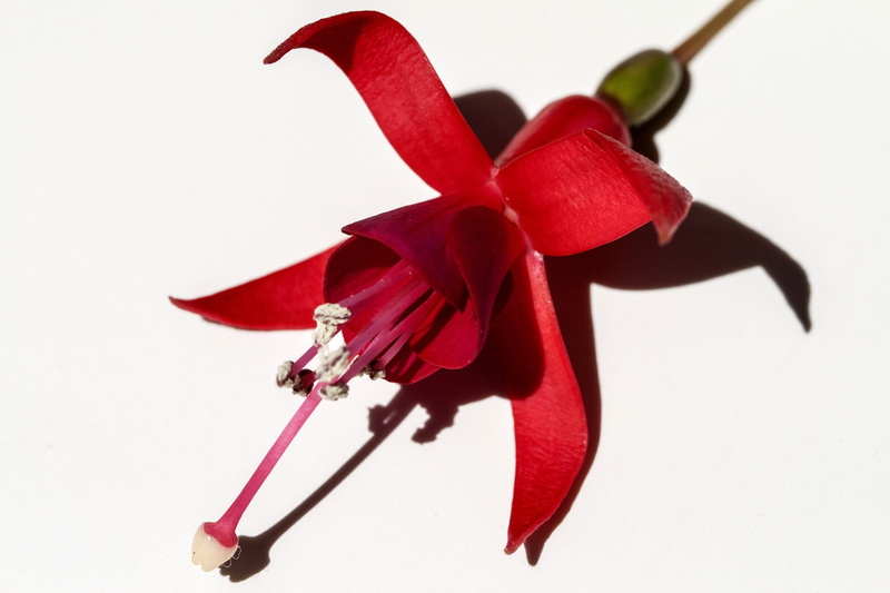 bloom, petal, blossom, white background, natural, red, flower, macro, fuchsia, bright, cut out, still life, indoors, botany, floral, studio shot, food