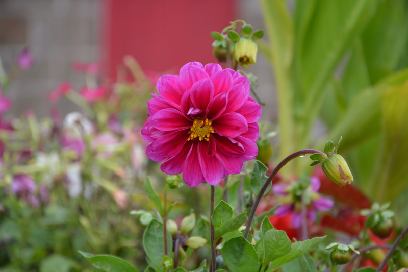 flower fuchsia pink, horticulture, beauty in nature, button, petal, dahlia, flower, focus on foreground, green leaves, freshness, summer flowers, color pink