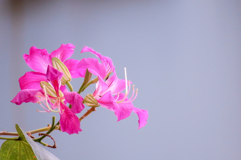 pink color, kinds of food, flower arrangement, petal, city flower, softness, beauty in nature, fuchsia, inflorescence, summer, leaf, flower head, bloom