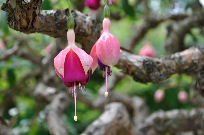 flower Head, fuchsia, Sorø Academy, couple, flower, petaled, petal, Denmark, nature, plant, selective, pink Color, selective focus, Fucsia, 4K, Old, flowers