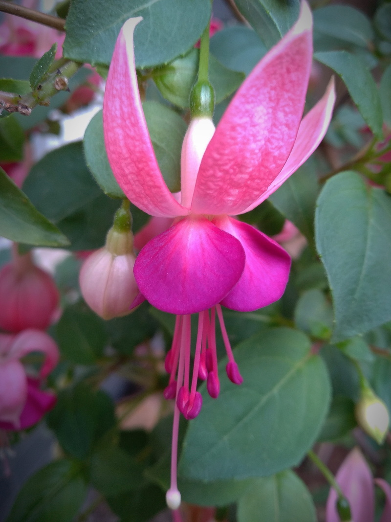 fragility, fuchsia, plant part, flowering plant, focus on foreground, freshness, pink color, flower head, close-up, garden, 4K, beauty in nature, petal