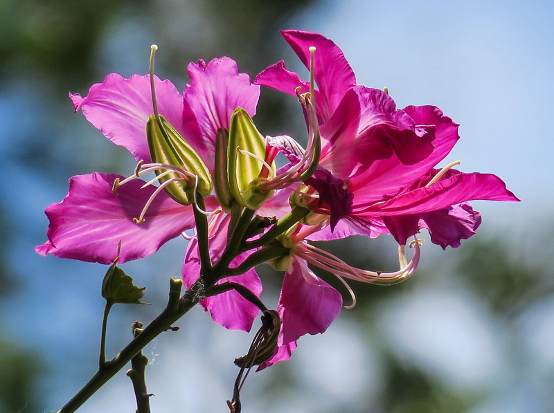 kinds of food, close-up, hong kong, sepal, outdoors, nature, city flower, day, freshness, outdoor, flowers, vulnerability, flower, softness, fuchsia, plant