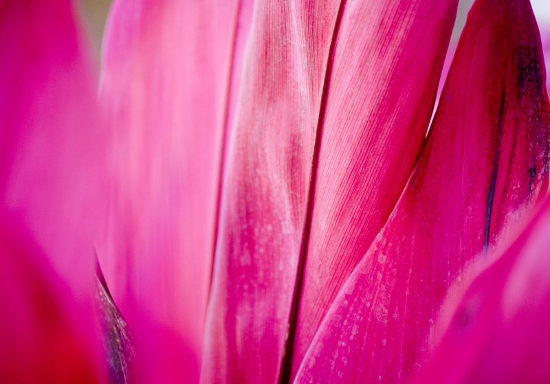 softness, fuchsia, love, petaled, abstract, 5K, pink, petal, pink color, color, fragility, flower, brilliant, close-up, backgrounds, extreme close-up