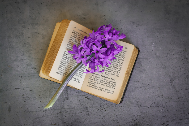 schnittblume, flower, book pages, publication, table, backgrounds, close, flowering plant, still life, old, used, communication, open, font, from above