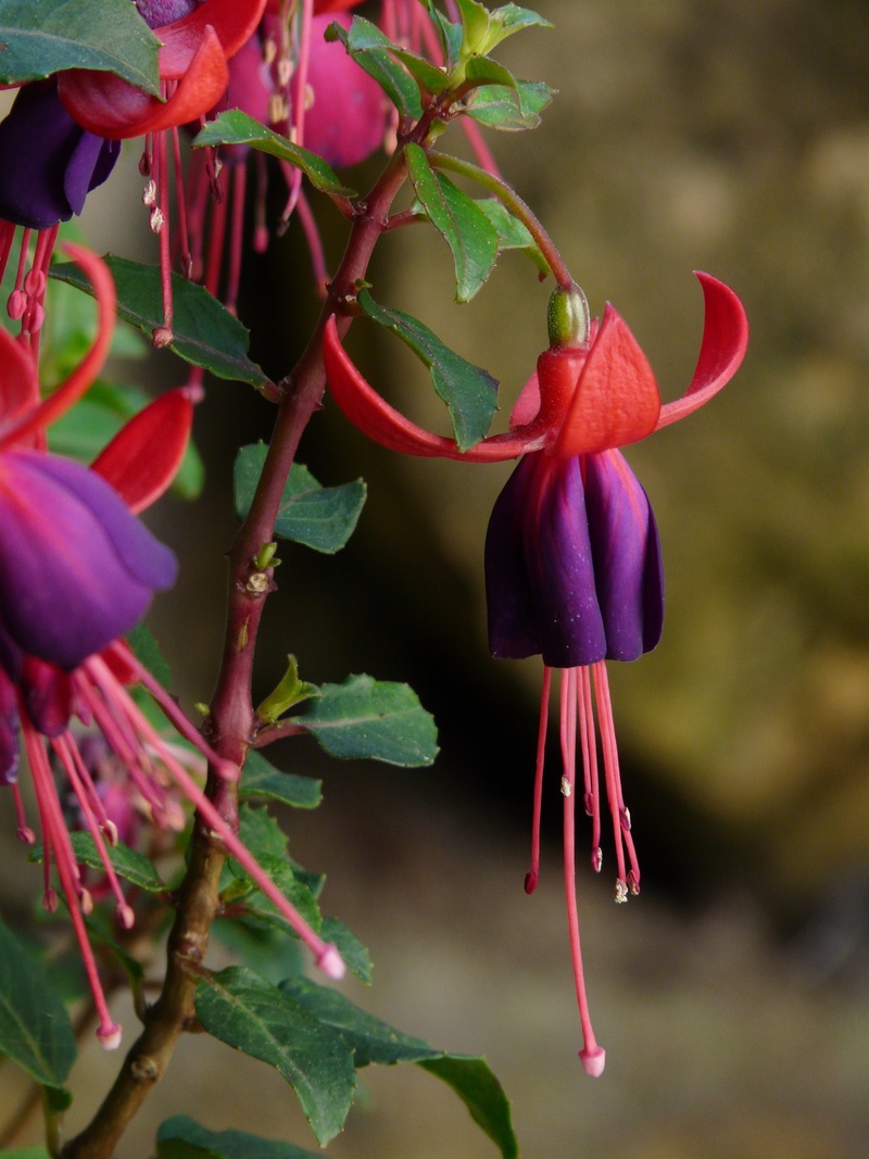vulnerability, beauty in nature, petals, nature, container plant, flower Head, focus on foreground, flora, red, fragility, flowering plant, petal, balcony plant