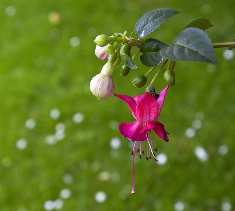 springtime, bud, flowering plant, day, bloom, fragility, blossom, garden, nature, close-up, petal, fuchsia, no people, focus on foreground, plant, vulnerability