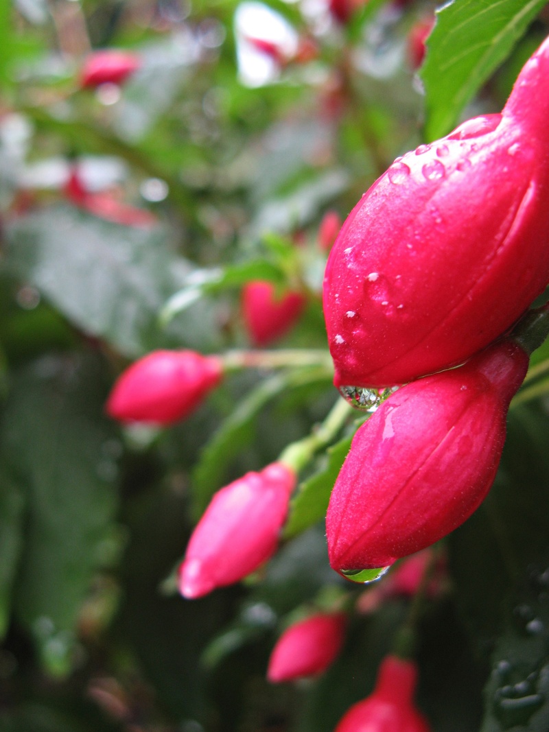 plant, bloom, drop of water, dewdrop, day, fuchsia, petal, flowering plant, nature, growth, close-up, flower, outdoors, pink color, beauty in nature, 2K