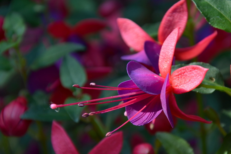 no people, bloom, blossom, vulnerability, freshness, 5K, leaf, fragility, flowering plant, red flower, petal, plant part, inflorescence, spring, flower head