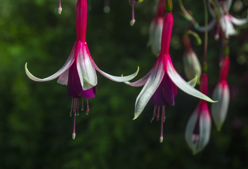 bloom, nature, red, ornamental plant, 5K, day, garden, vulnerability, outdoors, hanging, balcony plant, close-up, close up, flower, no people, fuchsia