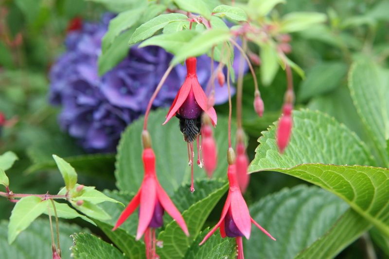 animal wing, nature, growth, hydrangea, fuchsia, fragility, bee, beauty in nature, insect, animal themes, purple, animals in the wild, plant, freshness