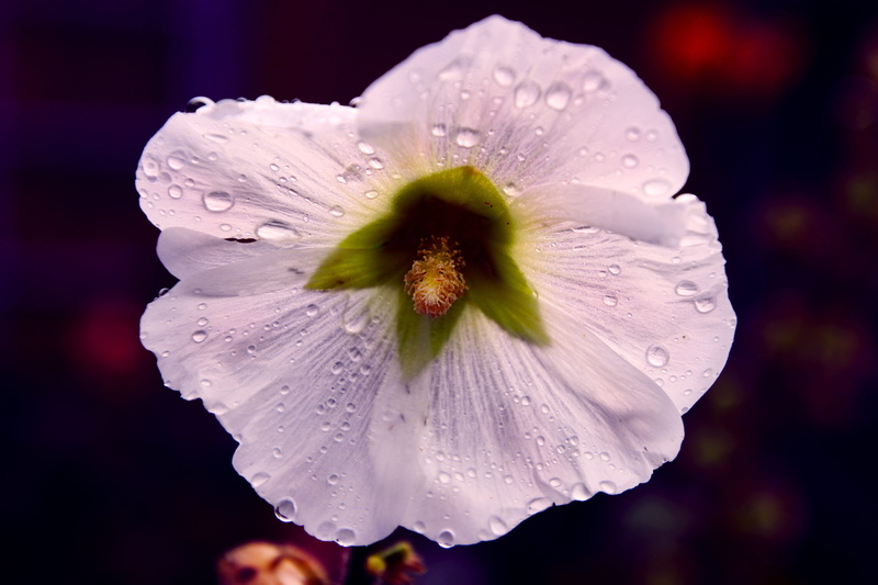 garden, summer, no people, focus on foreground, raindrop, vulnerability, close-up, macro, floral, decoration, gardening, bright, 5K, purple, bloom, outdoors