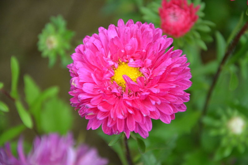 decoration, growth, pink color, outdoors, nature garden, plants flowering, close-up, pollen, flower head, vulnerability, freshness, green foliage, pink flowers fuchsia