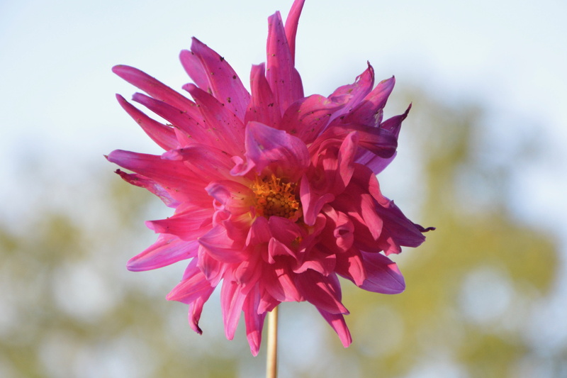 growth, romantic garden, beauty in nature, flowering, petal, focus on foreground, flowering plant, flowers, color pink fuchsia, flower, offer, pink color