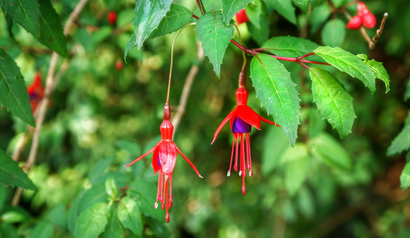 tree, green color, cork, plant, shrubs, hanging, tied up, plant part, beauty in nature, wild, ireland, no people, food, small trees, outdoors, day, selective focus